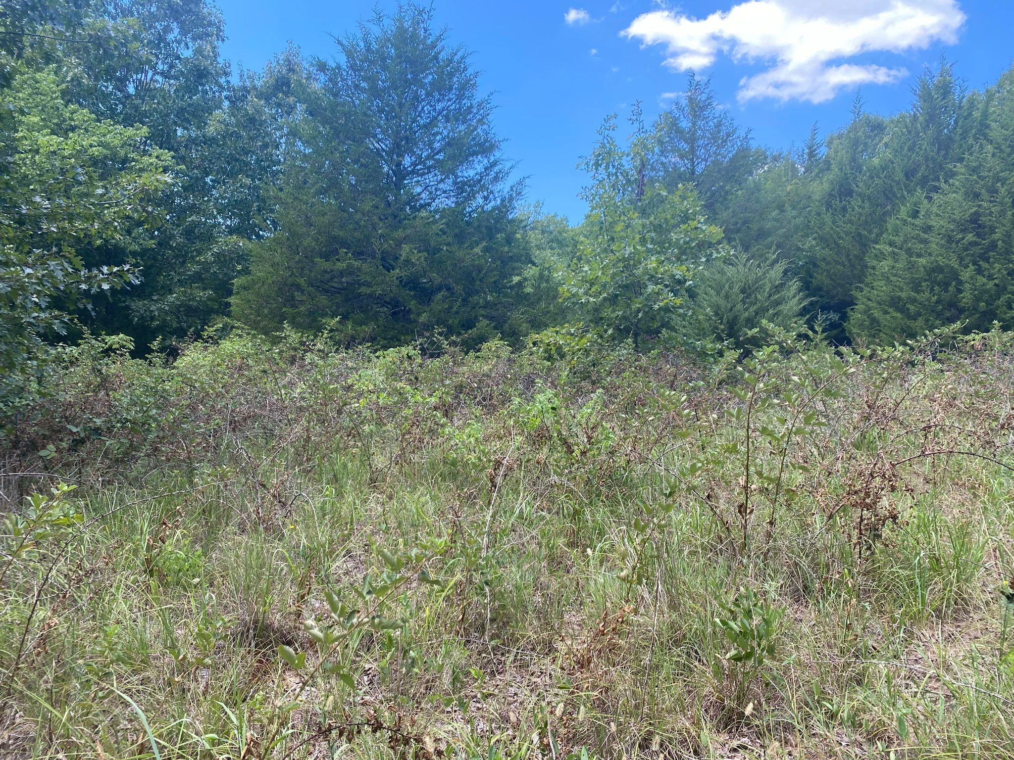 Less Traveled Black Berries