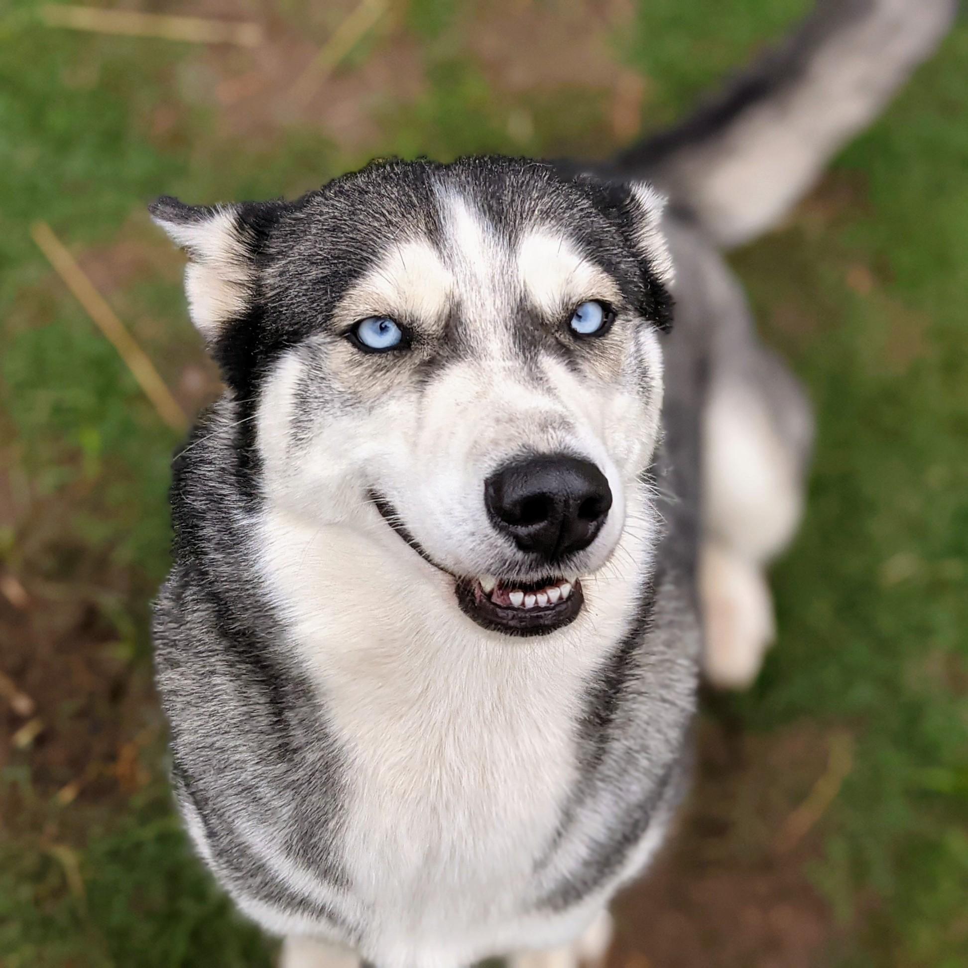 Husky Dog