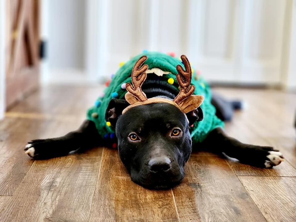 christmas mike tyson