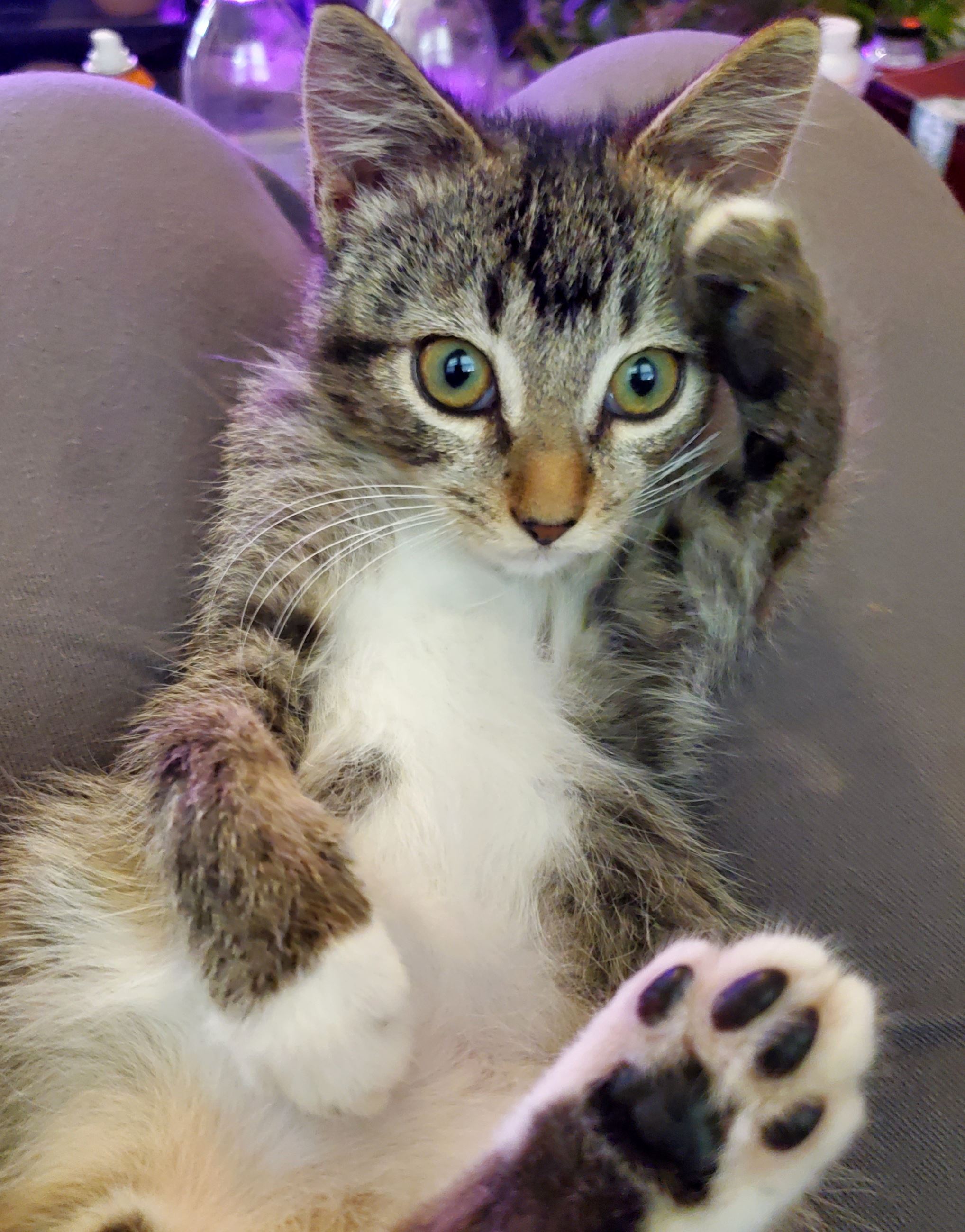 Cat rubbing its head and tummy